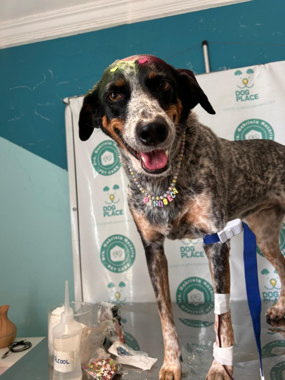 Doador canino Hemovida Pet