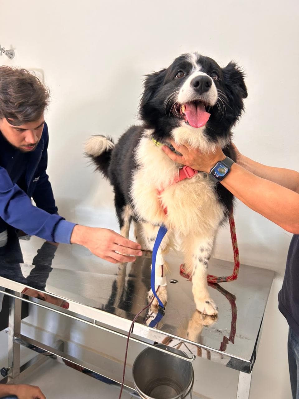 Doador canino Hemovida Pet