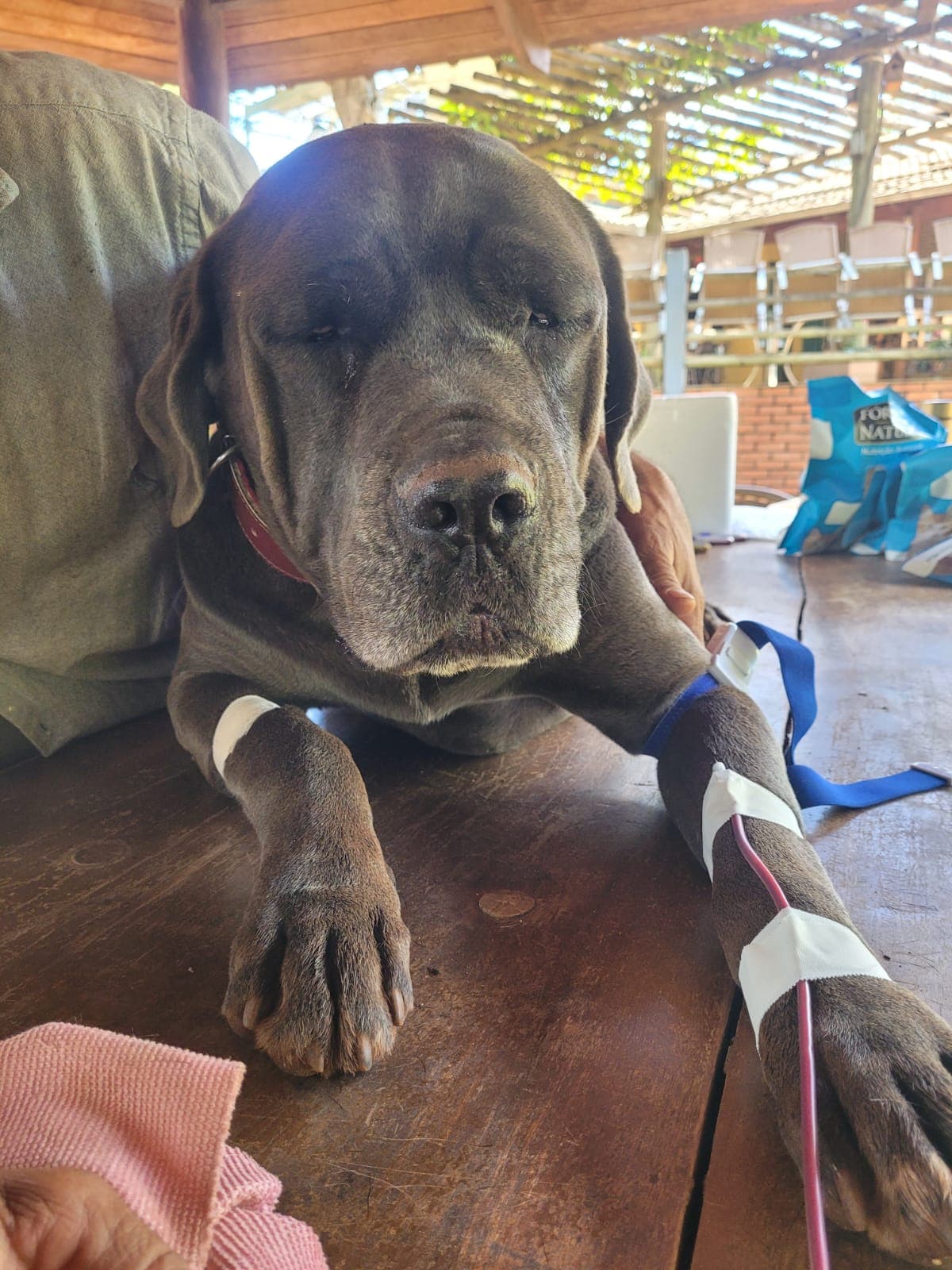 Doador canino Hemovida Pet