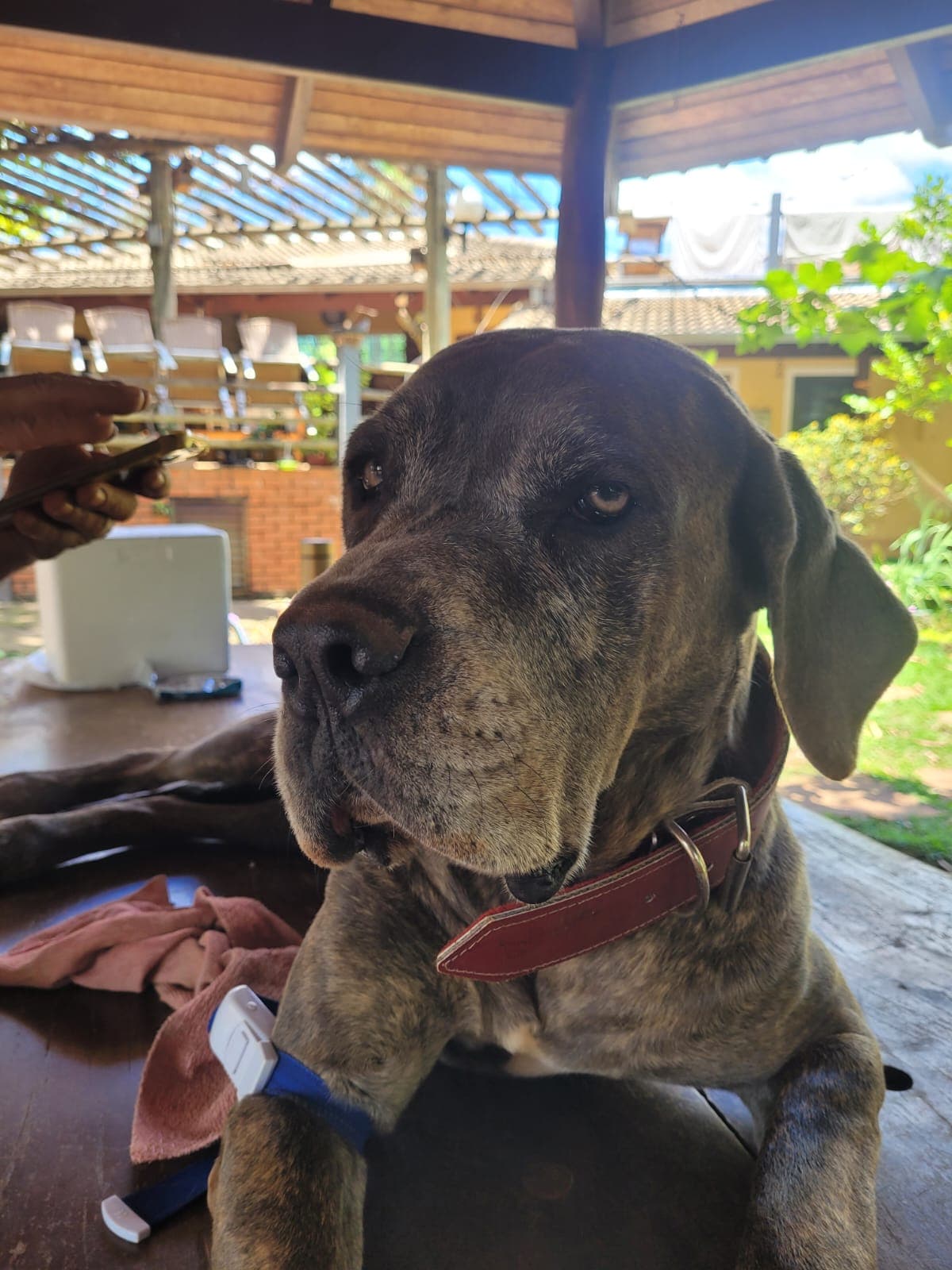 Doador canino Hemovida Pet