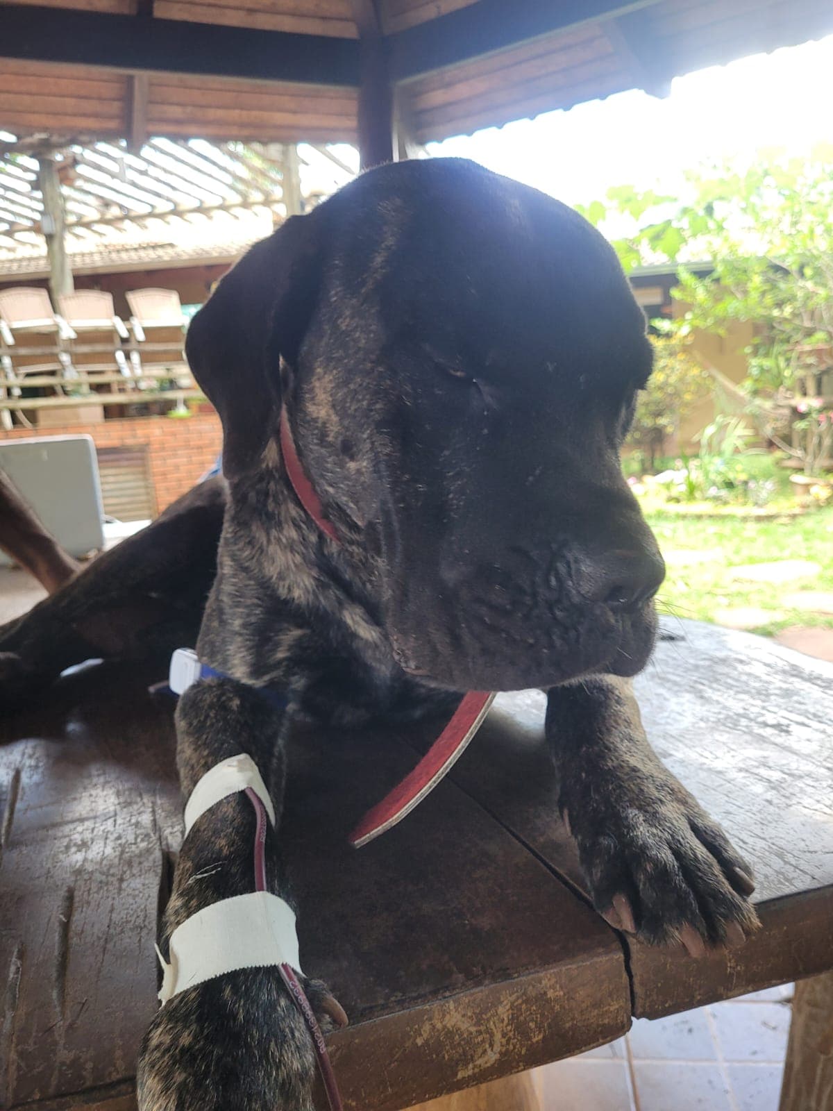 Doador canino Hemovida Pet