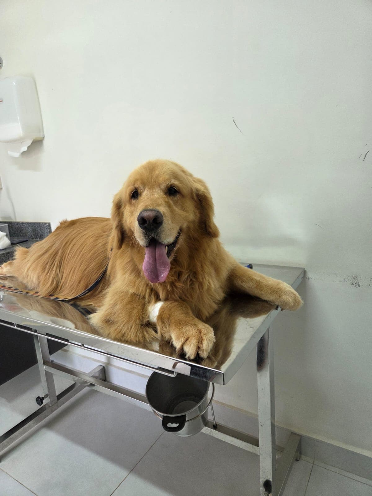 Doador canino Hemovida Pet