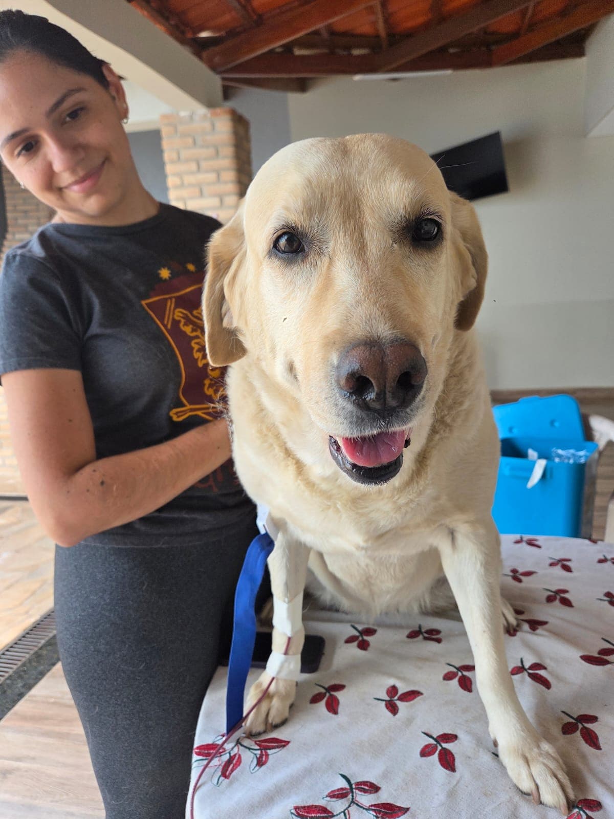 Doador canino Hemovida Pet