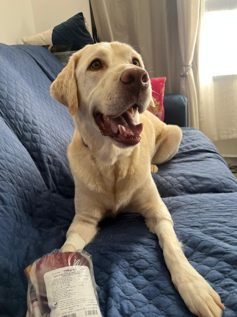 Doador canino Hemovida Pet