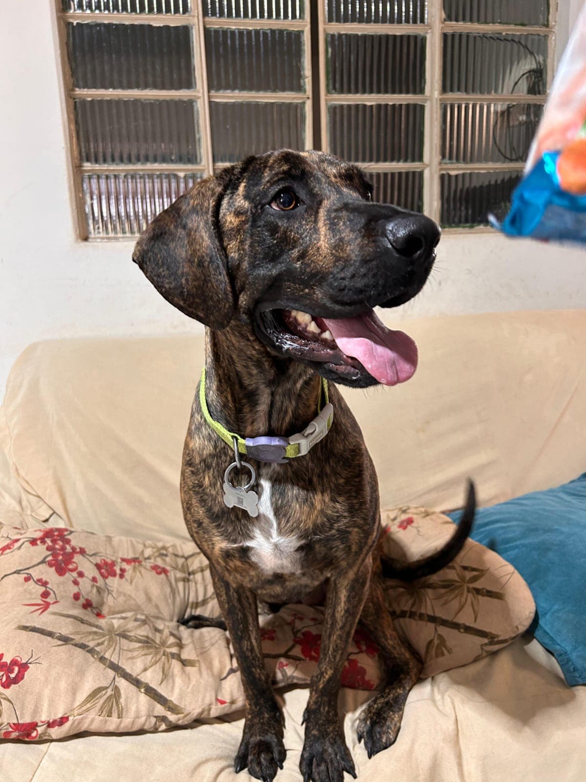 Doador canino Hemovida Pet