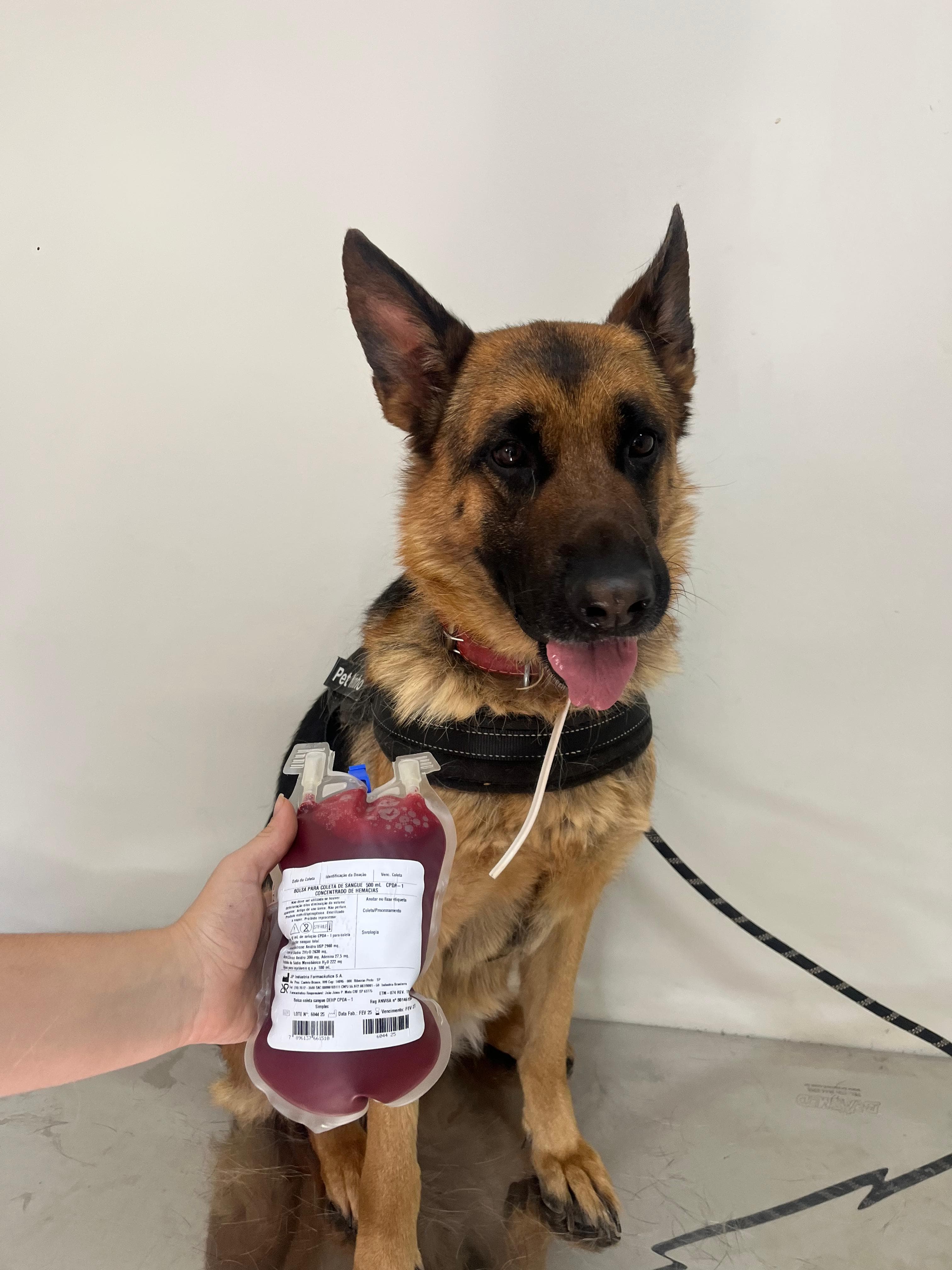 Doador canino Hemovida Pet