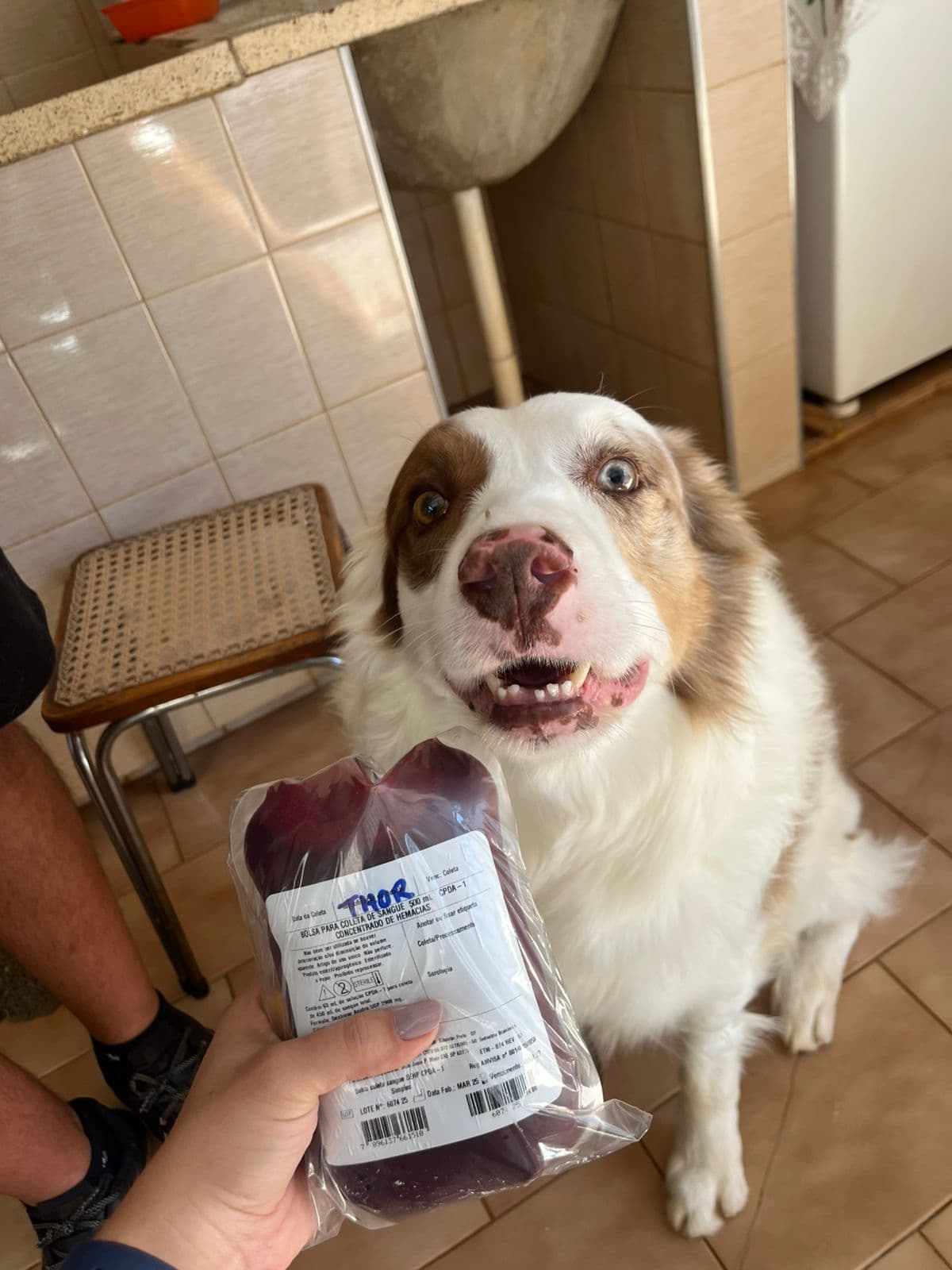 Doador canino Hemovida Pet