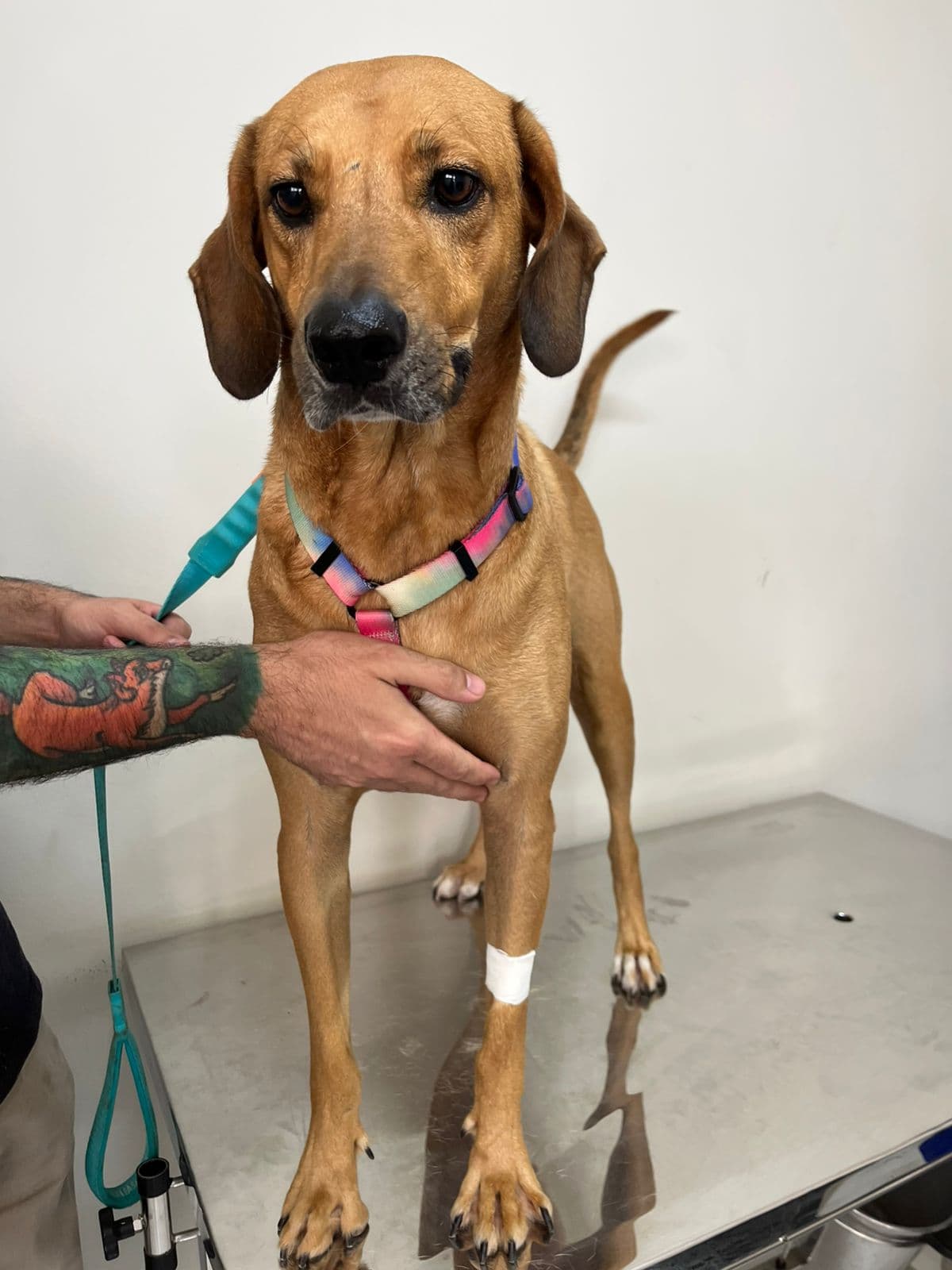 Doador canino Hemovida Pet