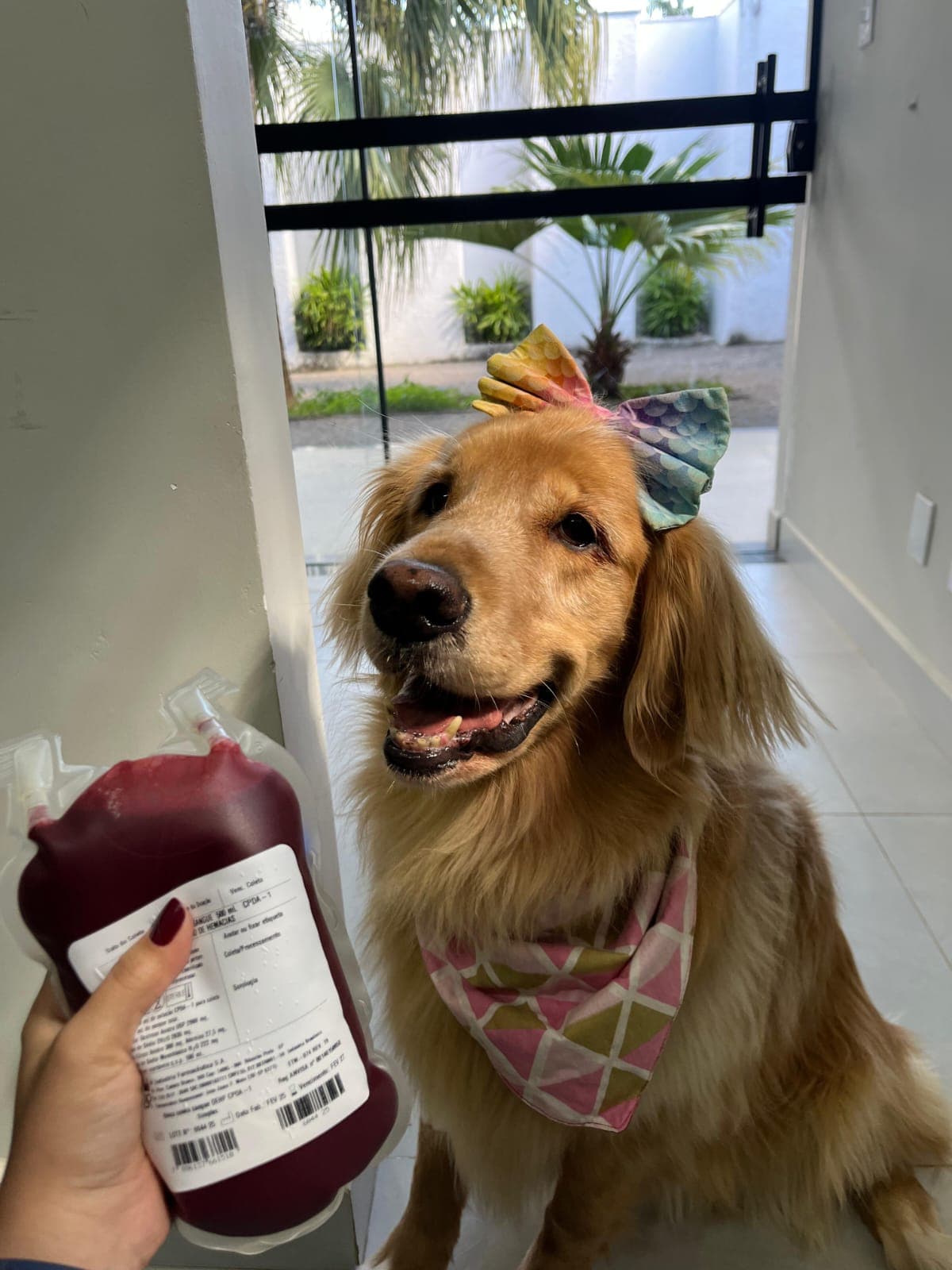 Doador canino Hemovida Pet