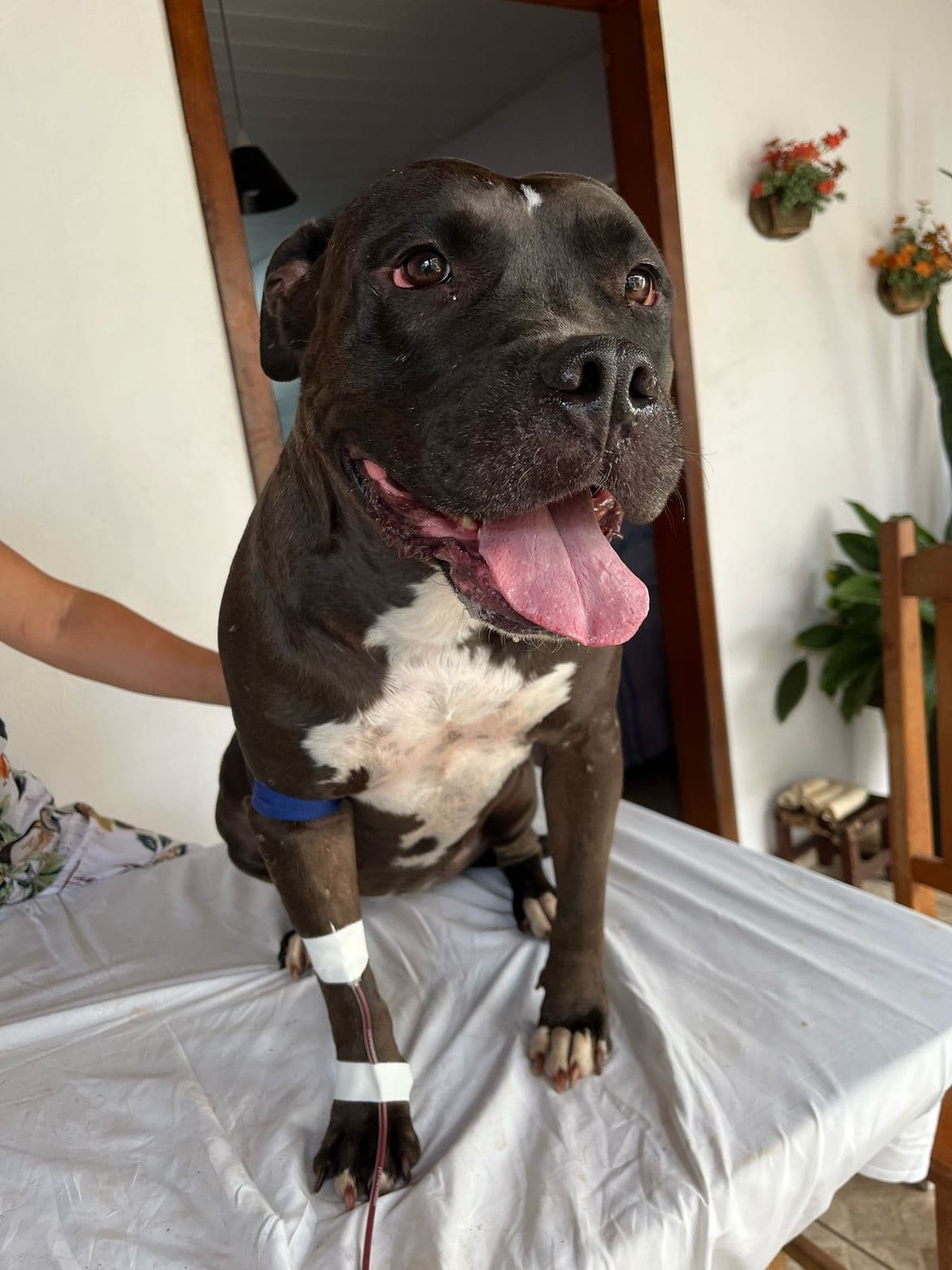 Doador canino Hemovida Pet