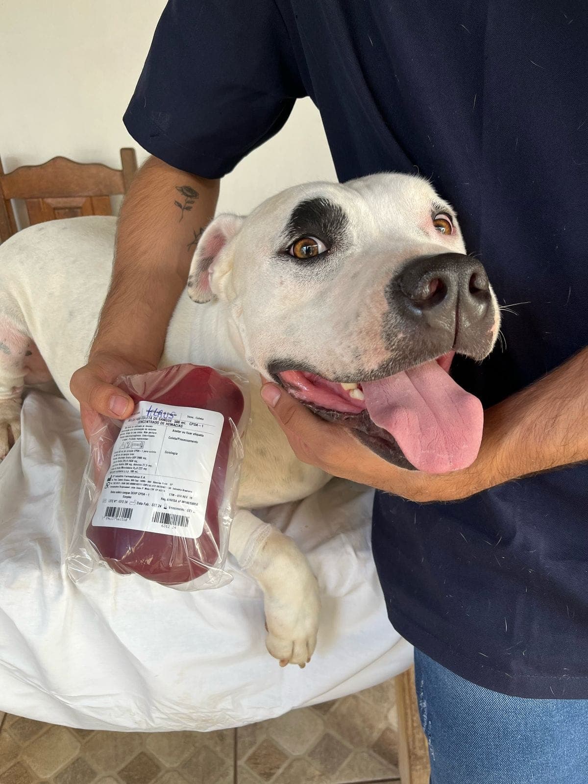 Doador canino Hemovida Pet