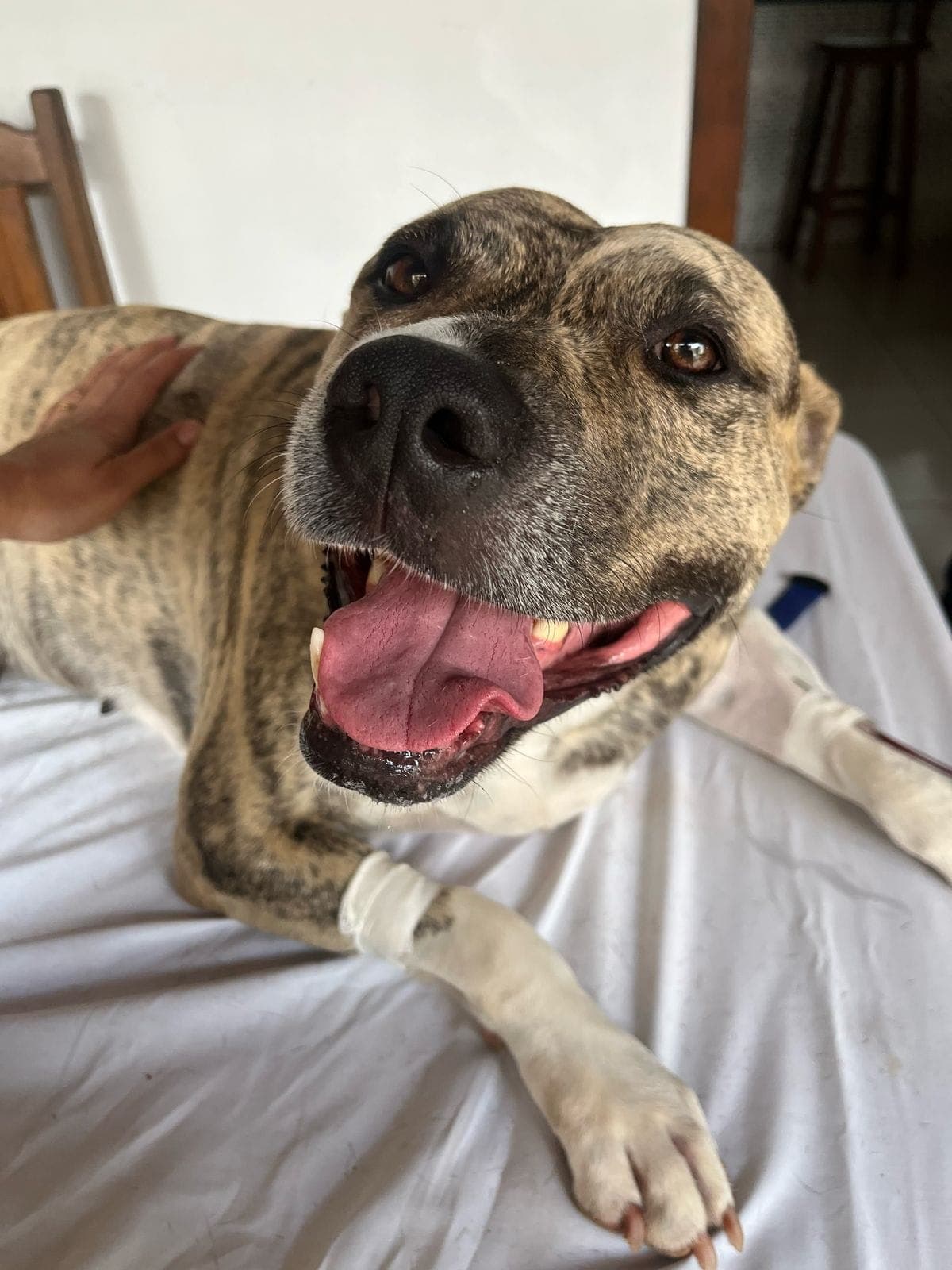 Doador canino Hemovida Pet