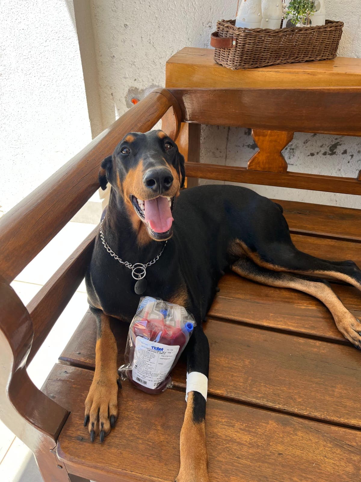 Doador canino Hemovida Pet