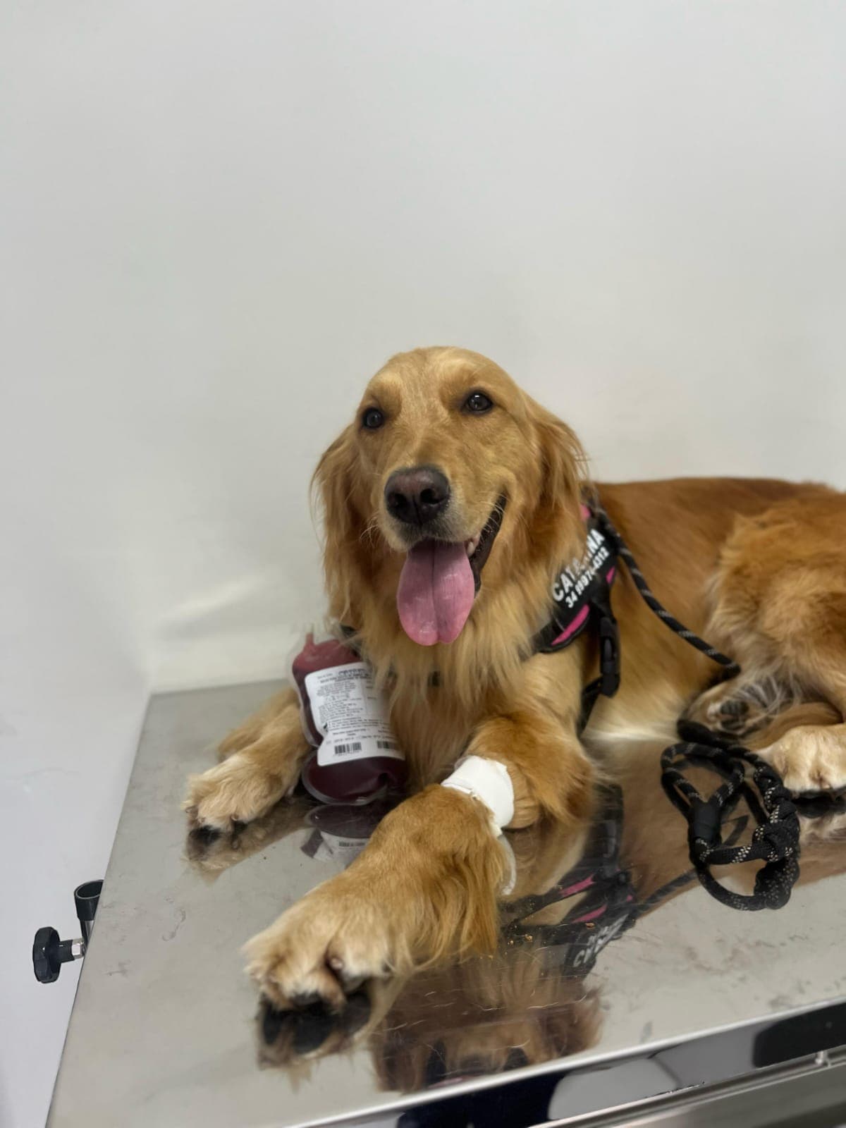 Doador canino Hemovida Pet