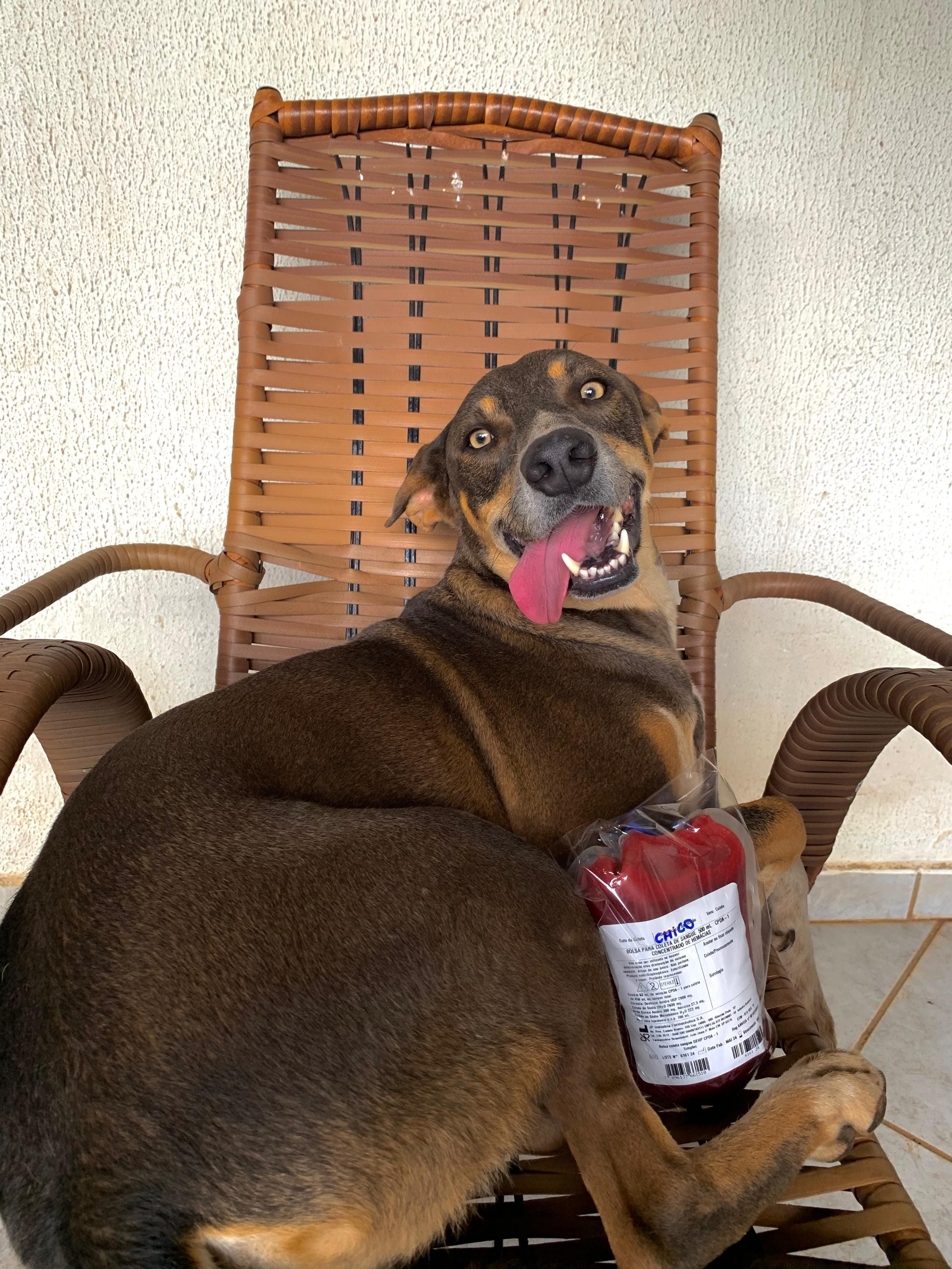 Doador canino Hemovida Pet