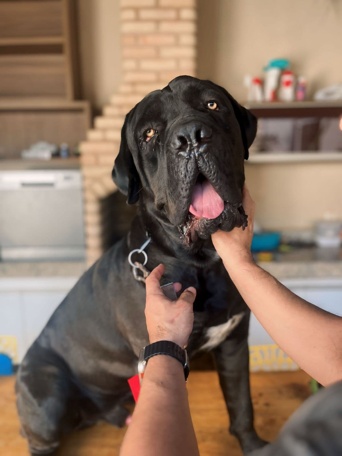 Doador canino Hemovida Pet