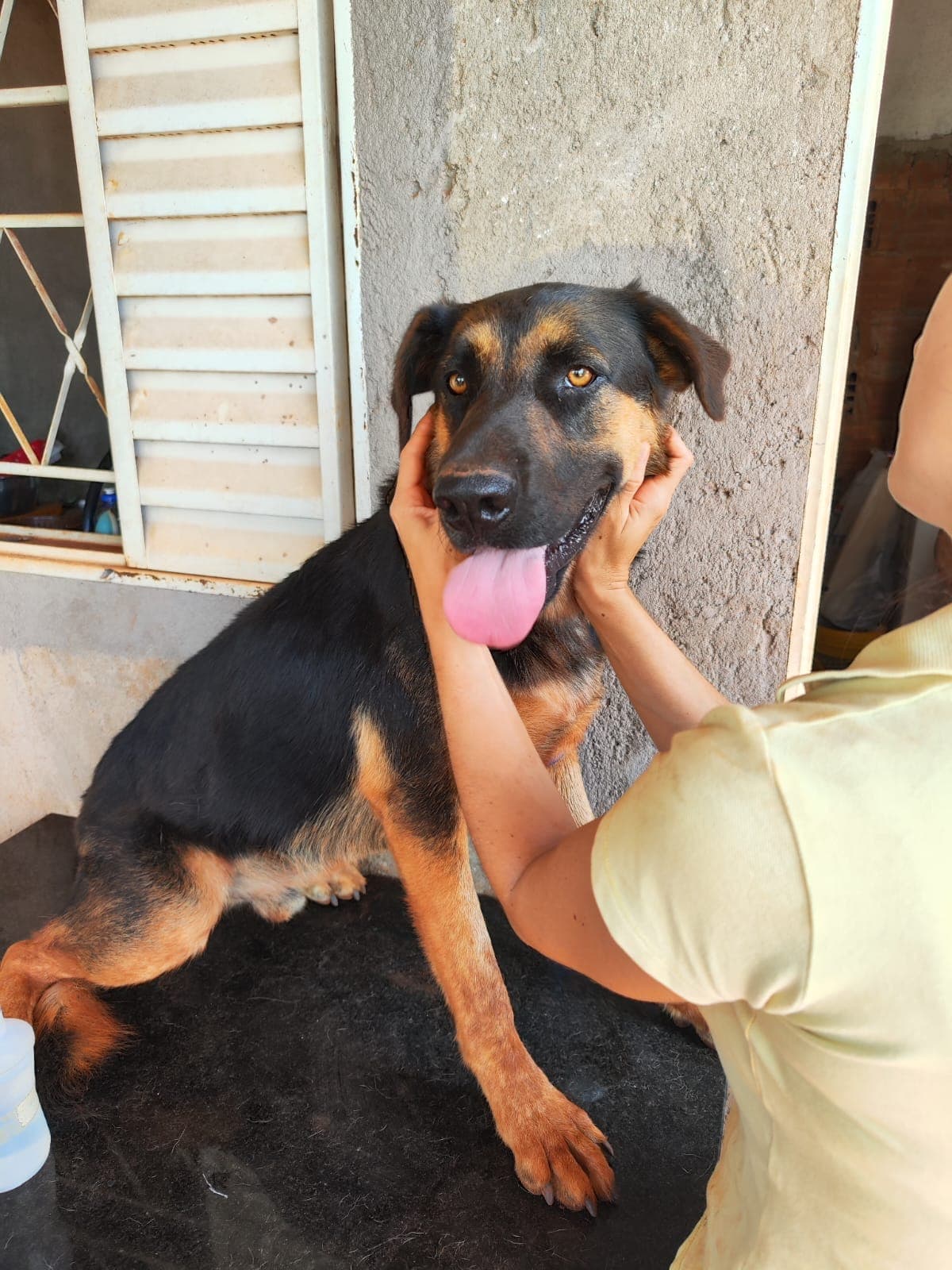 Doador canino Hemovida Pet