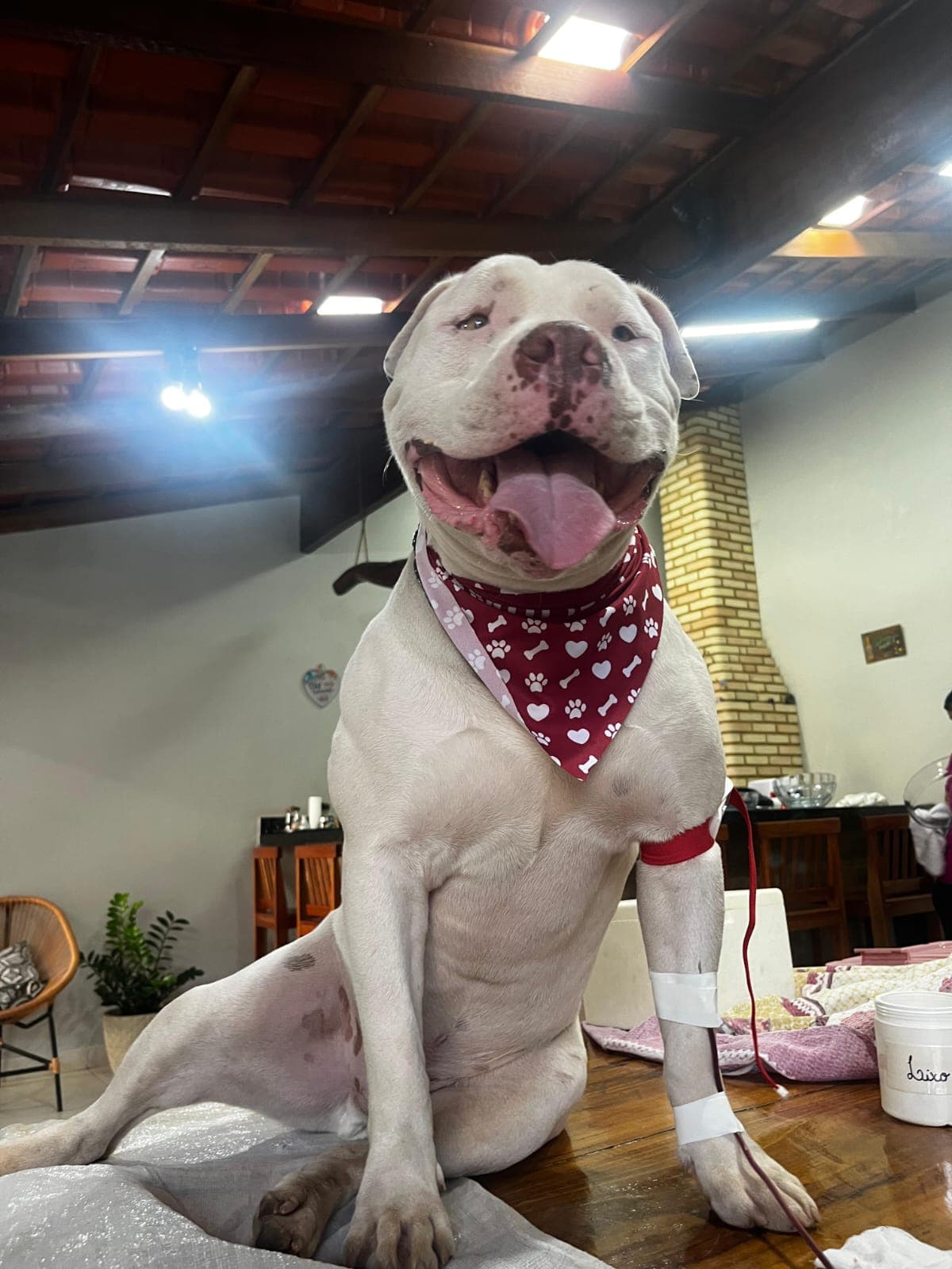 Doador canino Hemovida Pet