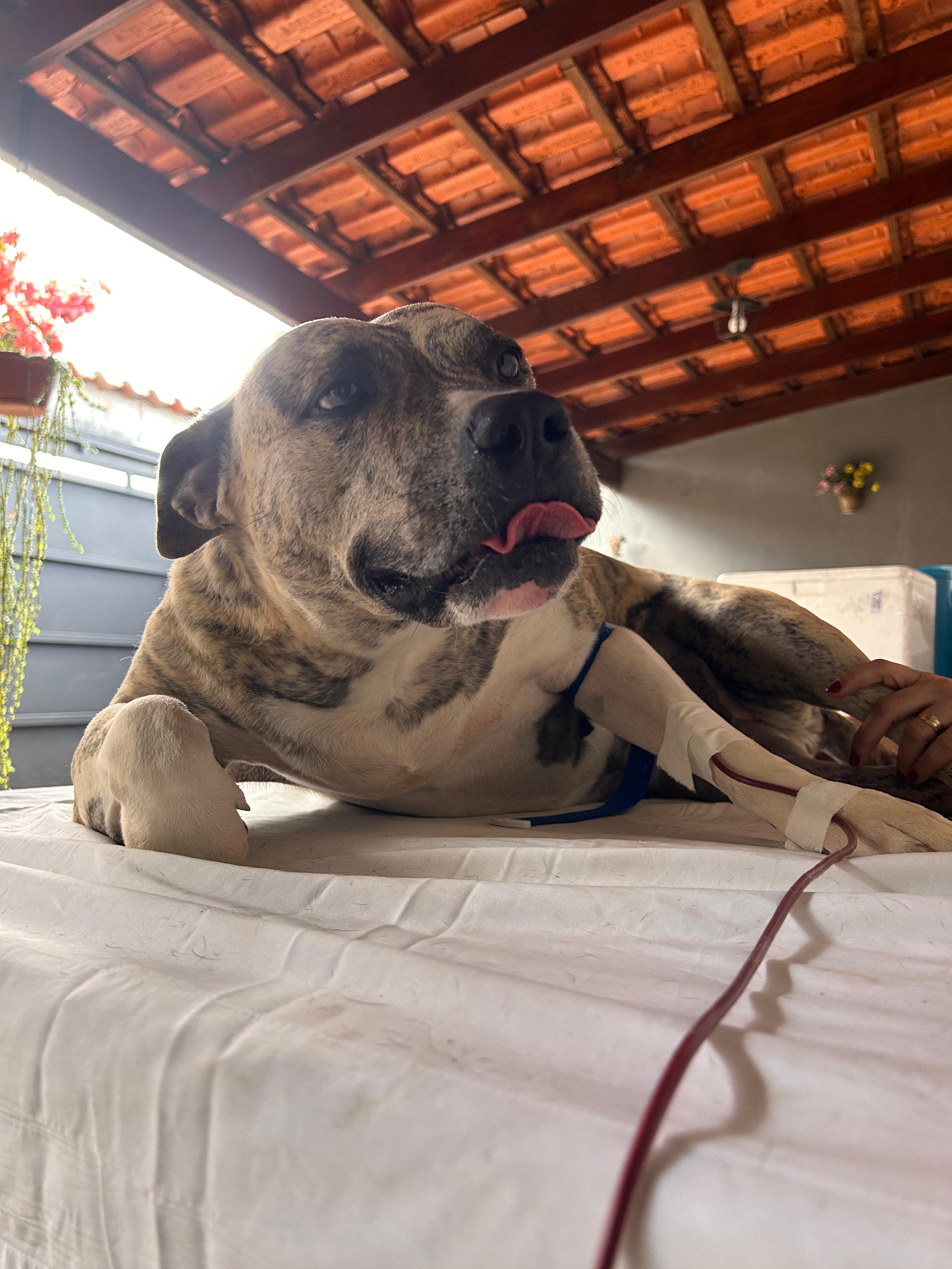 Doador canino Hemovida Pet