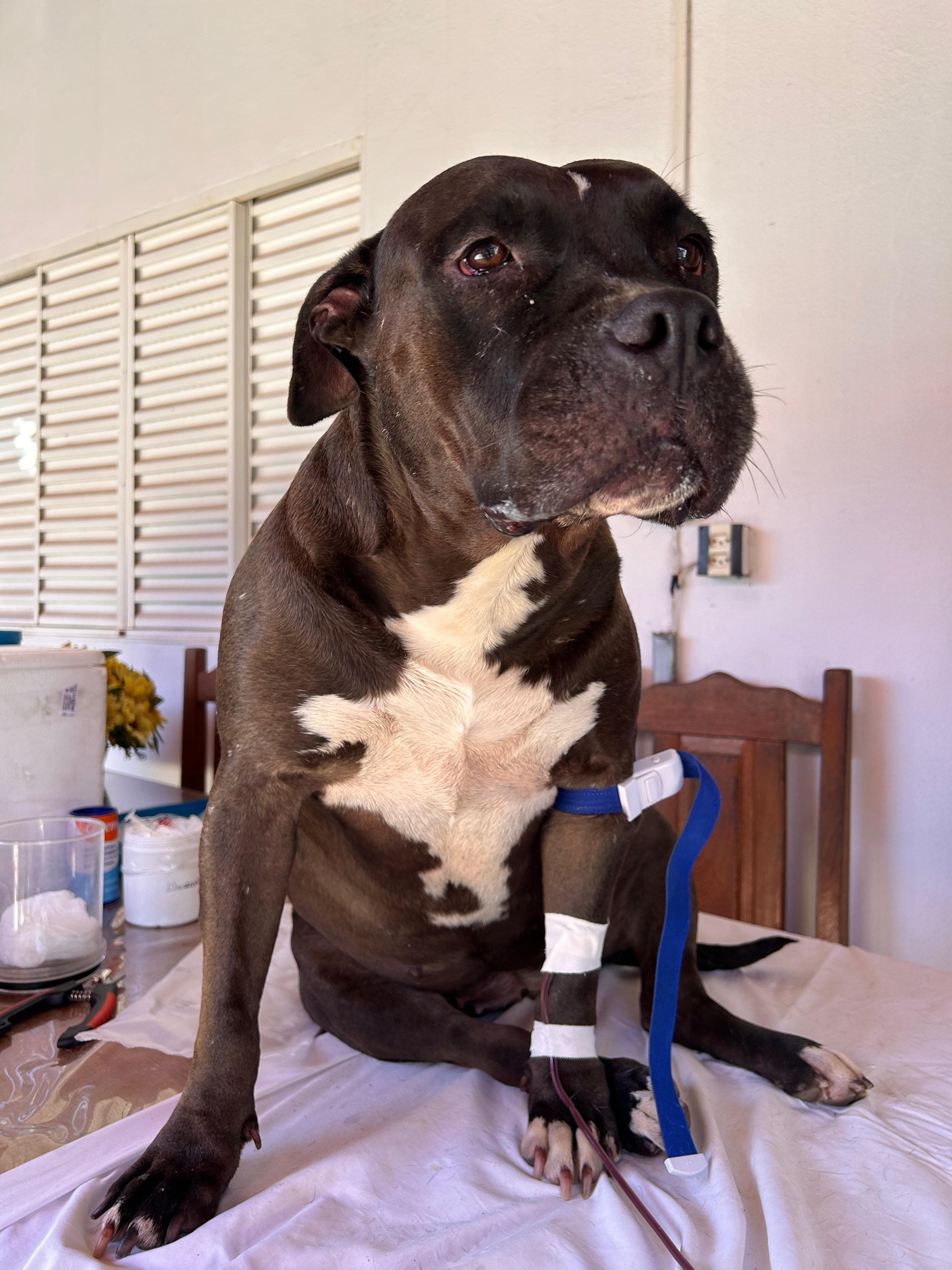 Doador canino Hemovida Pet