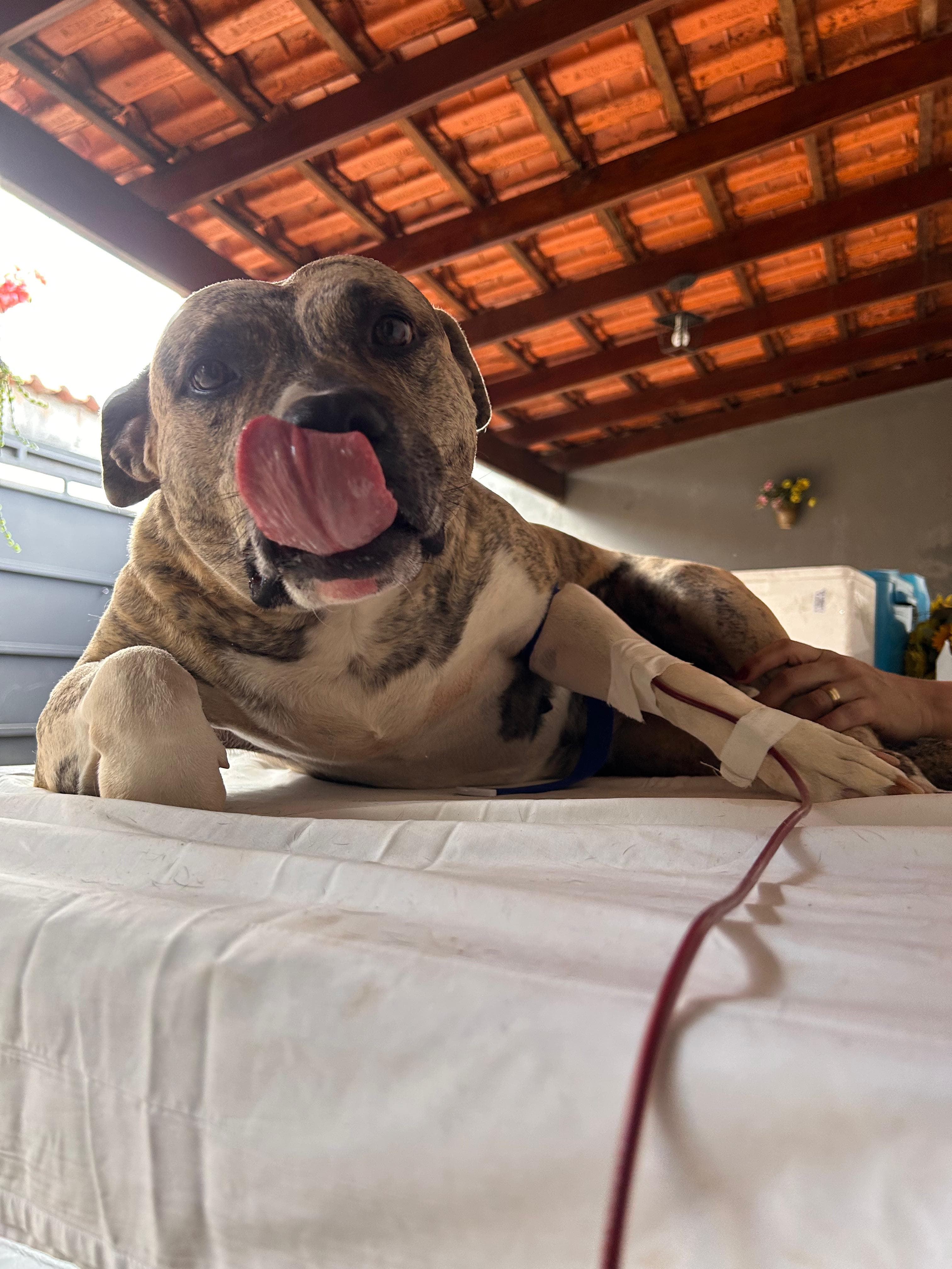 Doador canino Hemovida Pet