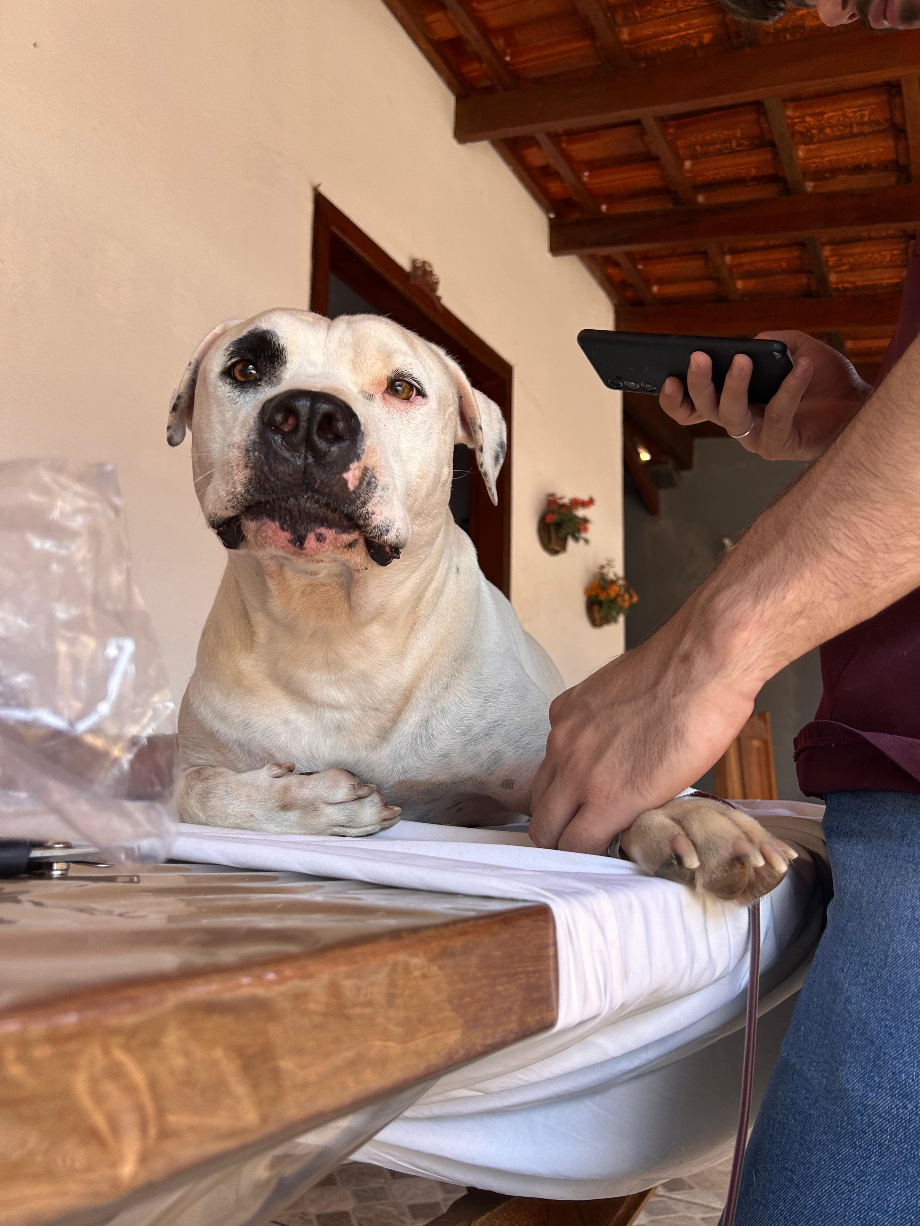 Doador canino Hemovida Pet