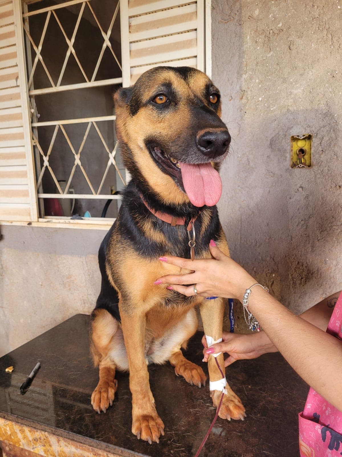 Doador canino Hemovida Pet