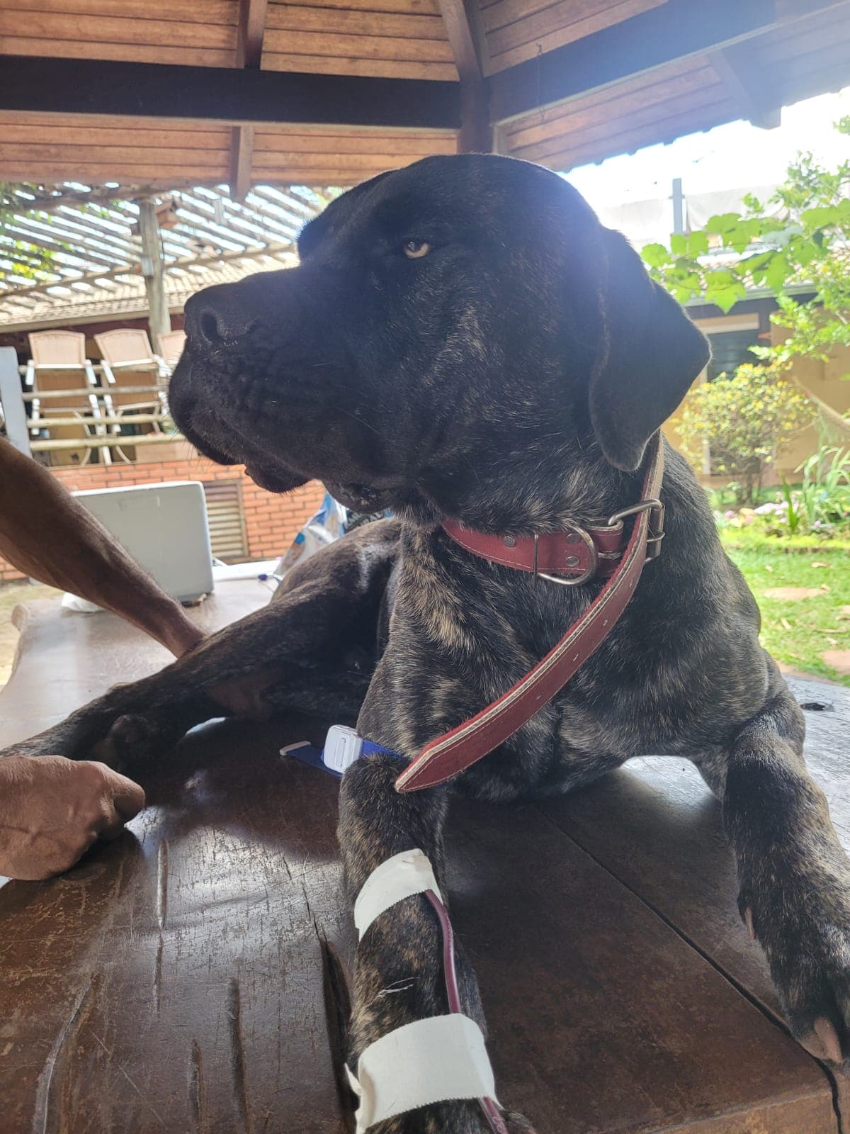 Doador canino Hemovida Pet