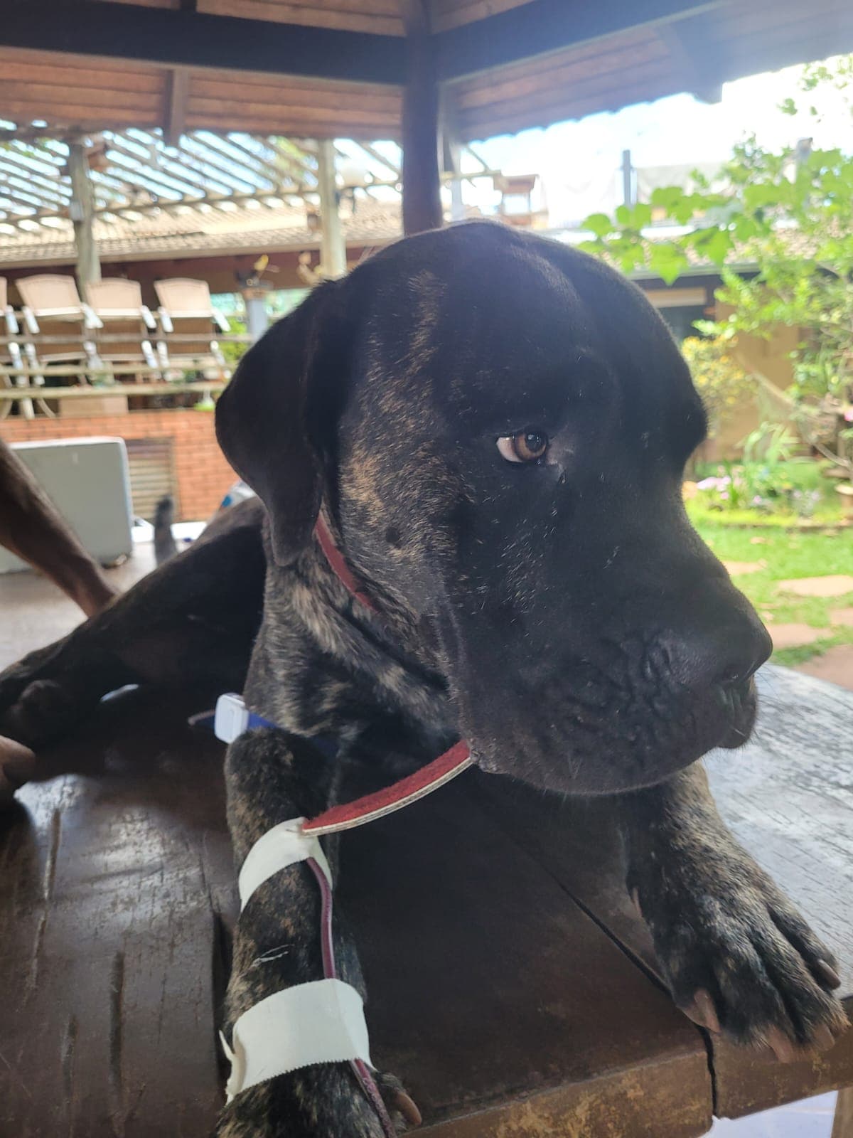 Doador canino Hemovida Pet