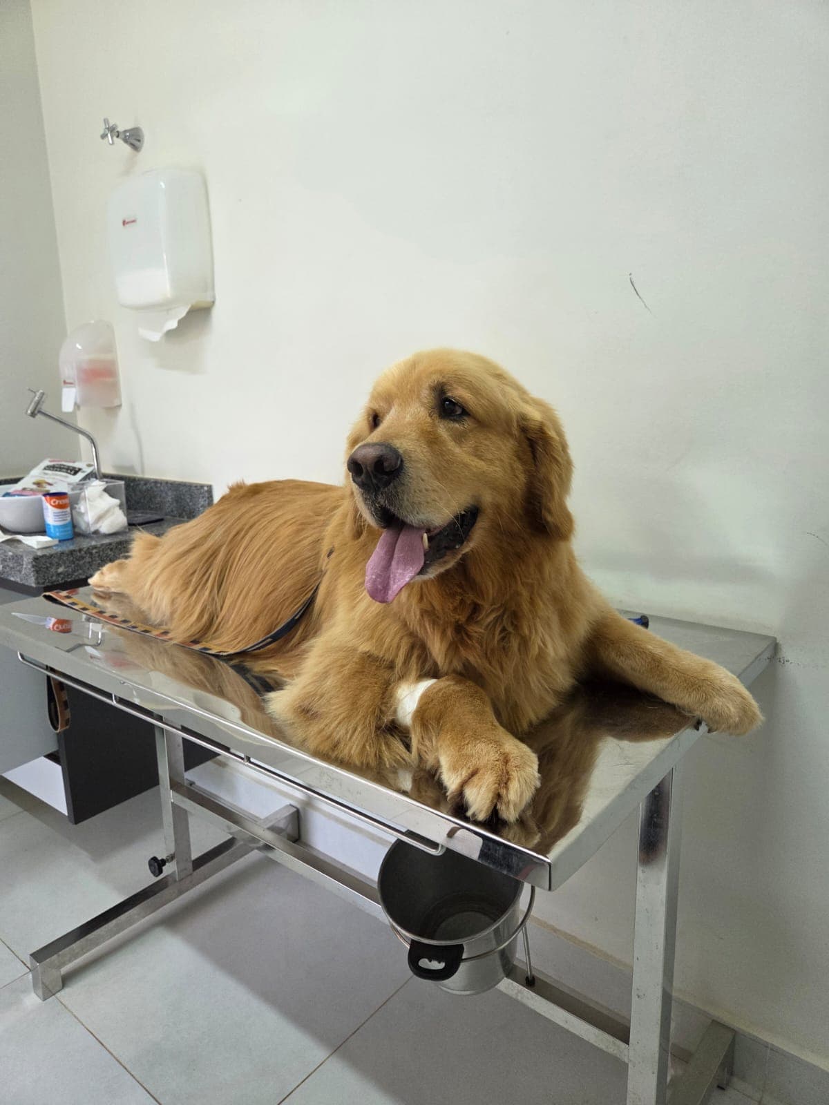 Doador canino Hemovida Pet