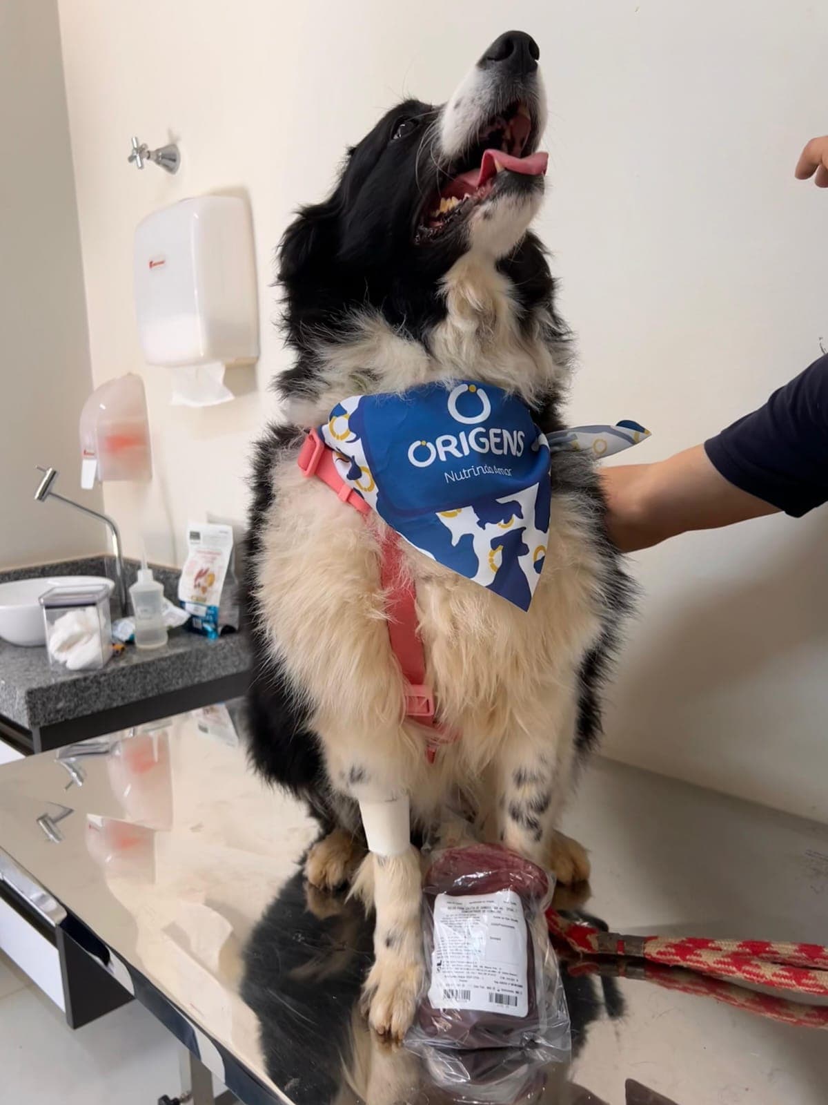 Doador canino Hemovida Pet