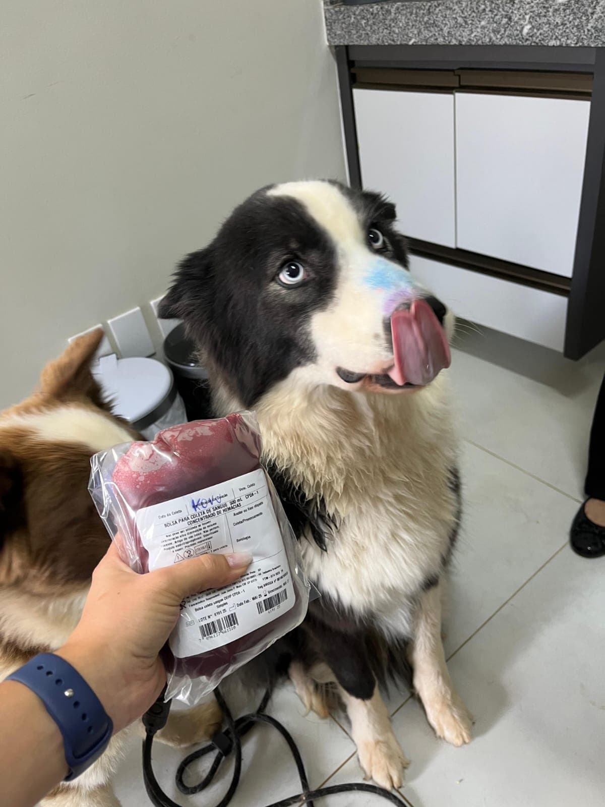 Doador canino Hemovida Pet