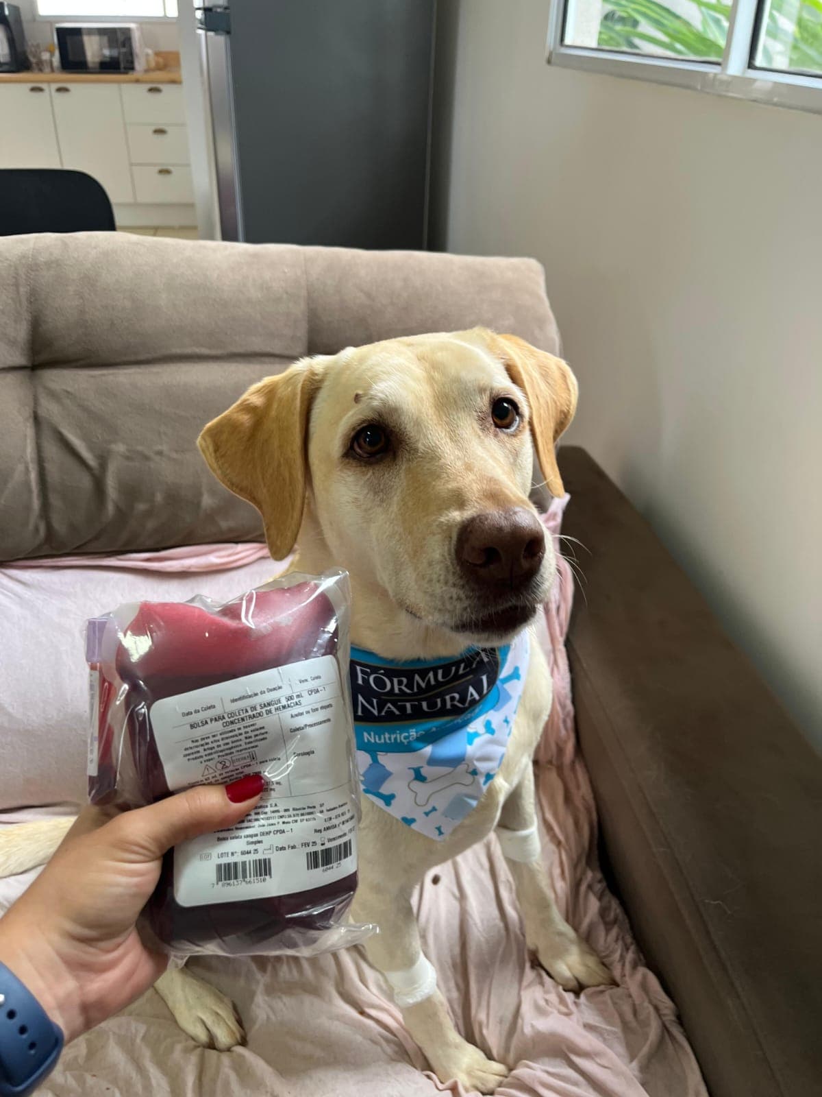 Doador canino Hemovida Pet