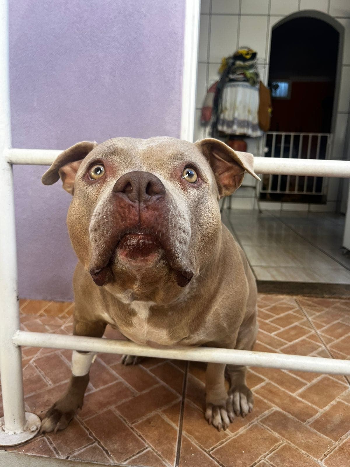 Doador canino Hemovida Pet