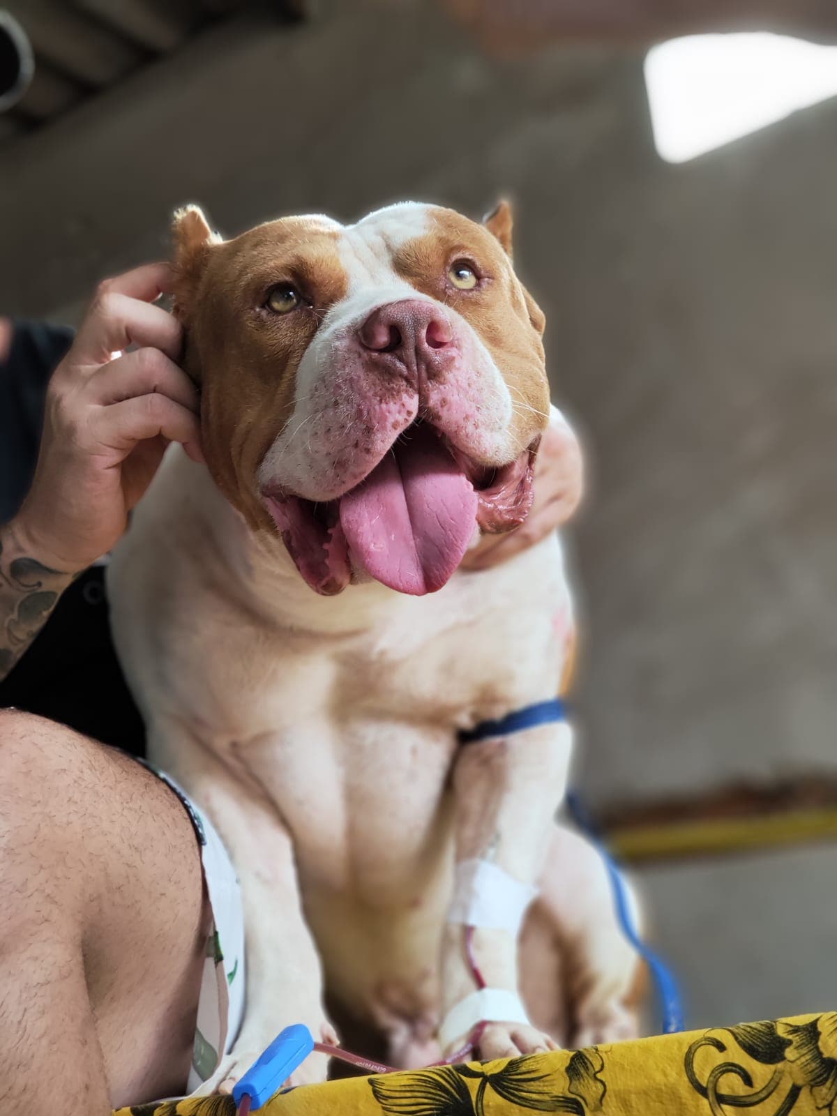 Doador canino Hemovida Pet